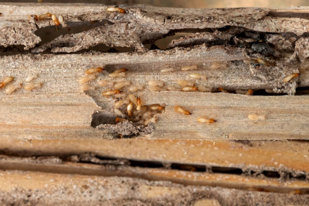 Best Pest Inspection Near Me  in Ranchester, WY